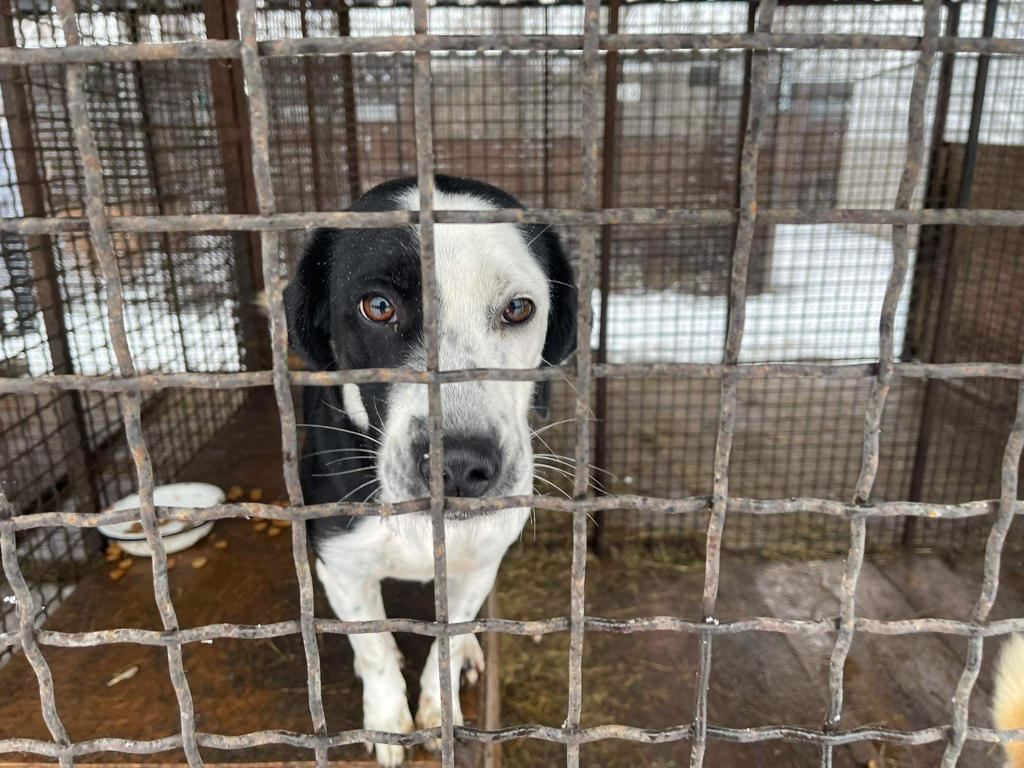 Ratunek dla 220 psów z Czerkasów